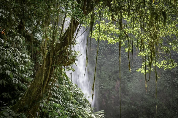 バリ島の熱帯林に美しいヌングン水 人気の観光地 — ストック写真