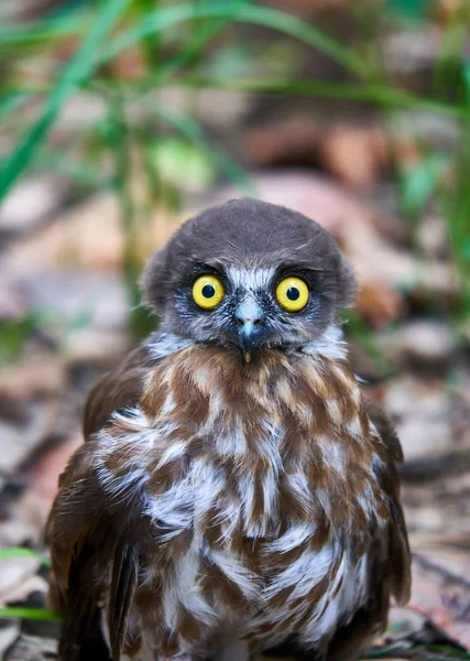 Owl Looking Shocked Asked His Future — Stock Photo, Image