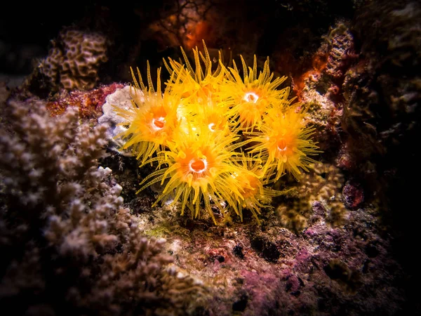 Actinia Tubastraea. Sea anemones are a group of marine, predatory animals of the order Actiniaria. They are named after the anemone, a terrestrial flowering plant, because of the colourful appearance of many.