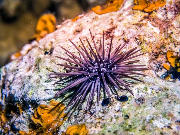 Sea urchin macro photography. Marine life at coral reef and its ecosystem at night. Diving and exploring at Maldivian archipelago.