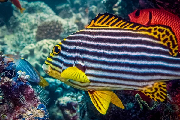 Beautiful coral fish. Marine life at coral reef and its ecosystem. Diving and exploring at Maldivian archipelago.
