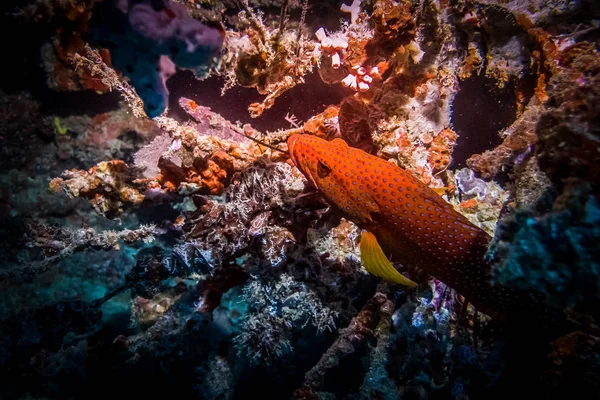 Red coral grouper. Marine life at coral reef and its ecosystem. Diving and exploring at Maldivian archipelago.