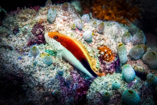 Freckled Hawkfish - Ambassis Kopsii. Marine life at coral reef and its ecosystem. Diving and exploring at Maldivian archipelago.