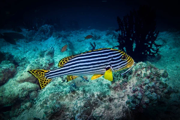 Beautiful coral fish. Marine life at coral reef and its ecosystem. Diving and exploring at Maldivian archipelago.