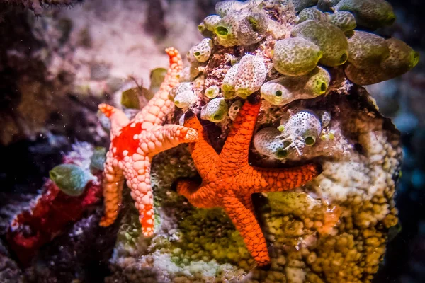 Starfish at reef. Marine life at coral reef and its ecosystem. Diving and exploring at Maldivian archipelago.
