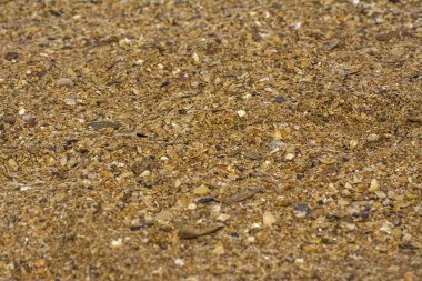 Deniz kıyısında, küçük kabuk kaya, sarı kum yaz