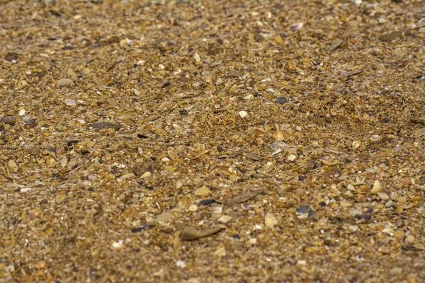 Deniz kıyısında, küçük kabuk kaya, sarı kum yaz