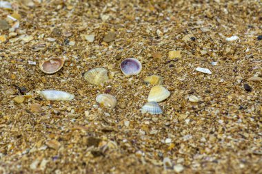 Sahilde deniz kabukları saçılma güneşli bir günde
