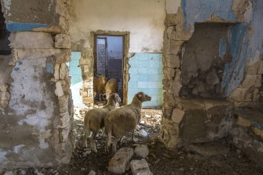 Terk edilmiş yıkılan evler. Koyun harabeye ısı saklanıyorlar. Crimea bölgede terkedilmiş köyler