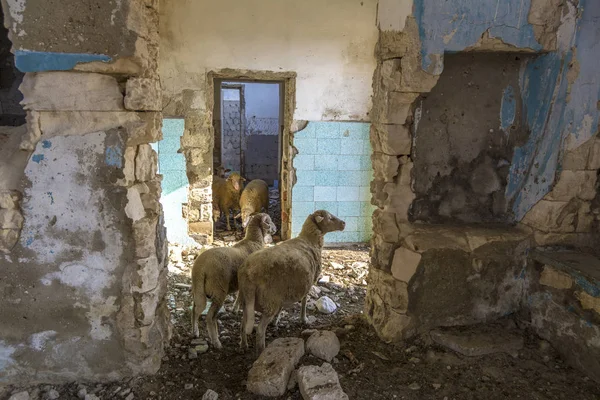 Terk edilmiş yıkılan evler. Koyun harabeye ısı saklanıyorlar. Crimea bölgede terkedilmiş köyler