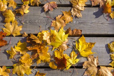 Sonbahar sarı akçaağaç yalan eski BOYASIZ ahşap zemin üzerinde bırakır. Sonbahar ruh hali