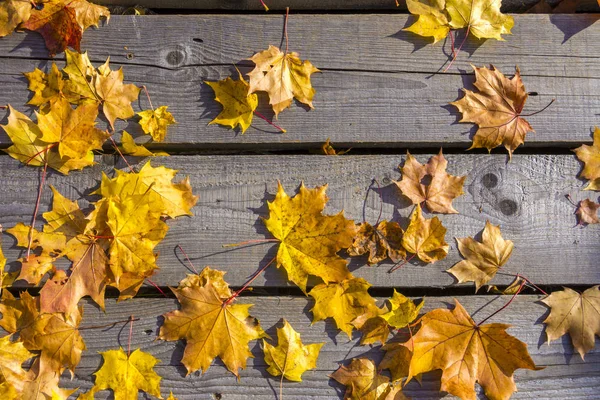 Sonbahar sarı akçaağaç yalan eski BOYASIZ ahşap zemin üzerinde bırakır. Sonbahar ruh hali