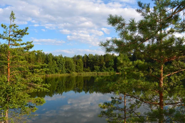 Lake Pine Forest Summer View Lake Pine Branches Blue Lakes — Stock Photo, Image