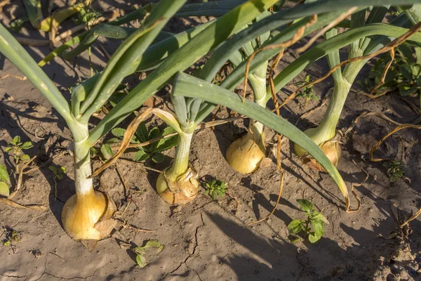 Een paar uien zijn in de grond in de tuin. — Stockfoto