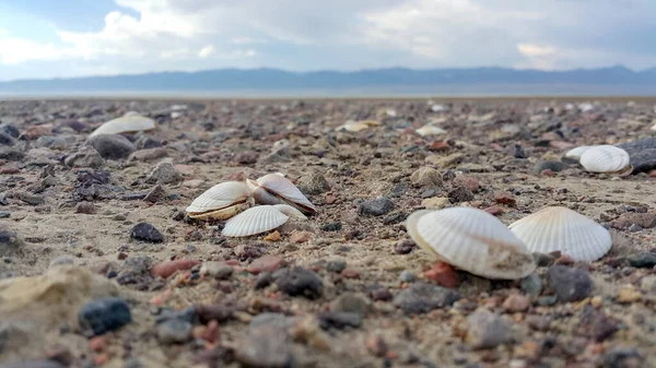 Conchas Beira Mar Longe Água — Fotografia de Stock