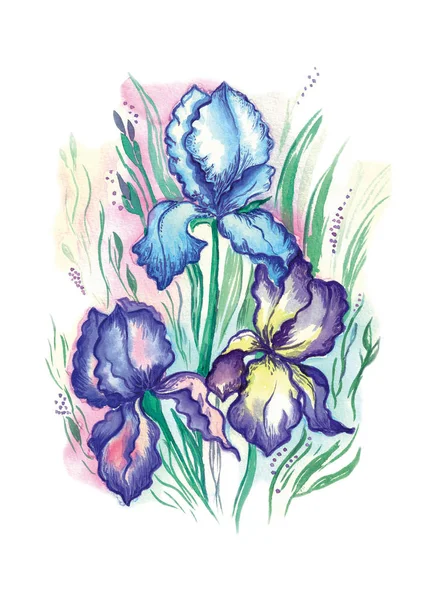 Jardin d'été iris fleurs, aquarelle illustration — Photo