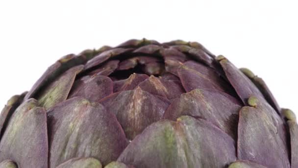 Purple artichoke head slowly rotating on a turn table. Isolated on white background. Macro. Close-up — Stock Video