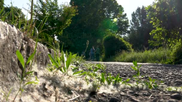 Zonnige dag. Mensen lopen langs het trottoir. Populier pluis vliegt in de lucht en drijft over trottoirs. — Stockvideo