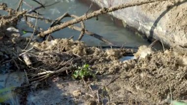 Çöp ve diğer atıkların ile kirlenmiş bir dere. Kahverengi yüzeyinde köpük. Güneşli gün.