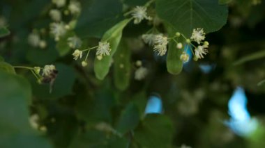 Makro bir bumble arı polen ıhlamur çiçek toplama. Yeşil ıhlamur ağacı arka plan üzerinde bırakır. Ihlamur bal yapma.