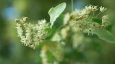 Makro rüzgârla sallanan kireç küçük yapraklı çiçek kapatın. Arka plan üzerinde bulanık ıhlamur ağacı yaprakları.