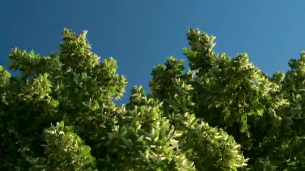 Lindenblätter Und Blüten Wind Blauer Himmel Auf Dem Hintergrund Sonniger — Stockvideo