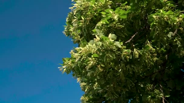 シナノキ リンデン ツリーは 花を風が吹いています 背景に青空 晴れた日 — ストック動画