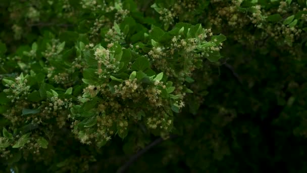 シナノキ リンデン ツリーは 花を風が吹いています 黒の背景 晴れた日 — ストック動画