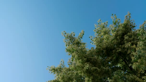 開花リンデン樹冠のロング ショット。背景に青空。マルハナバチ受粉木. — ストック動画