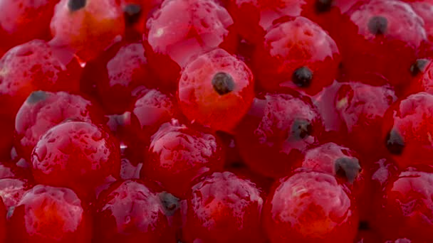 Sluit super macro van een rode bessen draaien. Waterdruppels. — Stockvideo