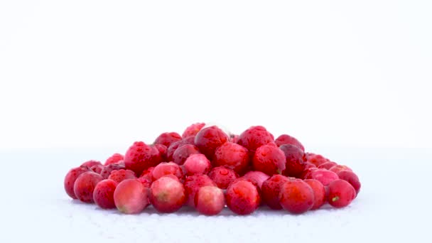 에 회전 하는 몇 가지 lingonberries는 흰색 배경에 고립 된 턴테이블에. 닫습니다. 매크로입니다. 물 방울. — 비디오