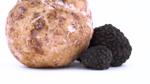 Ensemble de champignons de truffe noir et blanc tournant sur la plaque tournante isolée sur le fond blanc. Gros plan . — Video