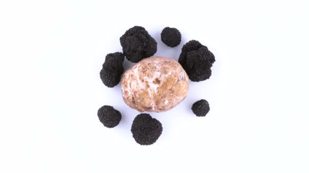 Top view from above of one large white and few black truffles. Slowly rotating on the on the turntable. Isolated on the white background. Closeup. Macro. — Stock Video