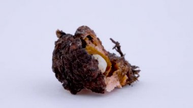 Closeup makro hasarlı siyah trüf truffle böceği larvası tarafından yemiş. Mantar zararlıları.