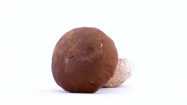 Bir küçük solucan solucan cep mantar kapakta tarar. Porcini mantar üzerinde dönen dönüş tablo. Beyaz arka plan üzerinde izole. Portre.