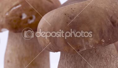 Makro dönen birkaç porcini mantar. Beyaz arka plan üzerinde izole. Portre.