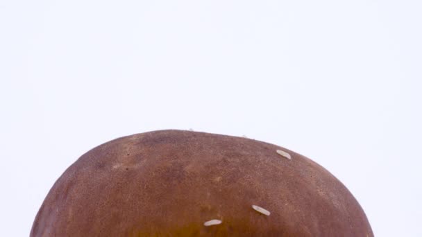 A lot of small maggot worms crawling on the cep mushroom cap. Isolated on the white background. Closeup. — Stock Video