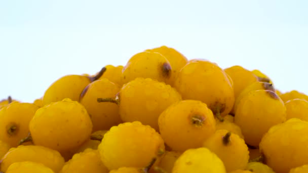 Macro shooting of orange yellow common sea buckthorn berries heap with water drops rotating on the turntable isolated on the white background. Side view. Close up. — Stock Video