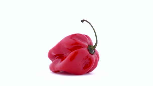 Ένα ολόκληρο κόκκινο πιπέρι τσίλι πιπέρι περιστρεφόμενη στο πικάπ απομονώνονται σε λευκό φόντο. Γκρο πλαν. Μακροεντολή. — Αρχείο Βίντεο