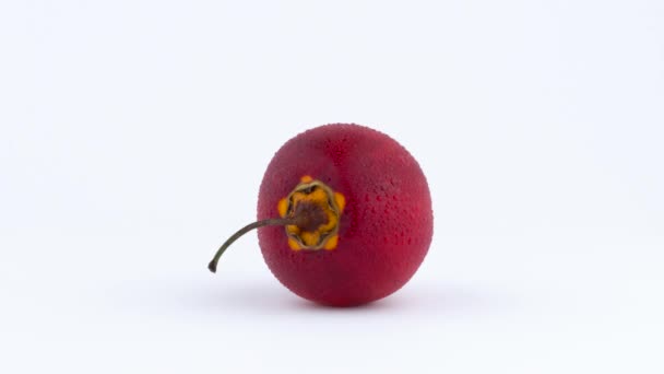 Una fruta entera madura de tamarillo con gotas de agua. Girando sobre el plato giratorio aislado sobre el fondo blanco. De cerca. Macro . — Vídeo de stock