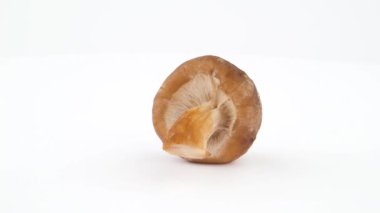 Bir shiitake mantar. Beyaz arka plan üzerinde izole pikap üzerinde döner. Yakın çekim. Makro.