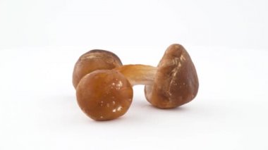 Üç shiitake mantar. Beyaz arka plan üzerinde izole pikap üzerinde döner. Yakın çekim. Makro.