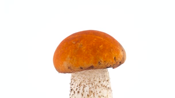 Macro shooting of upper part of forest foxy red cap mushroom. Slowly rotating on the turntable isolated on the white background. Close-up. — Stock Video