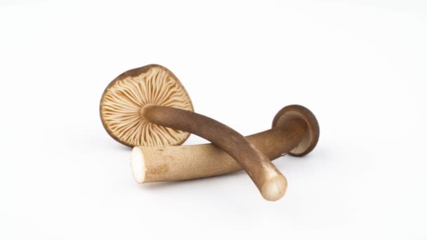 Deux champignons macrolepiota albuminosa collybia. Rotation sur la platine isolée sur le fond blanc. Ferme là. Macro .