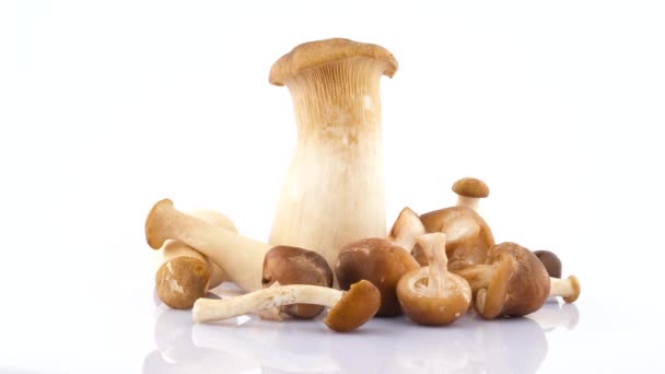 Several Big Small Mushrooms Standing Lying Rotating Turntable Isolated White — Stock Video