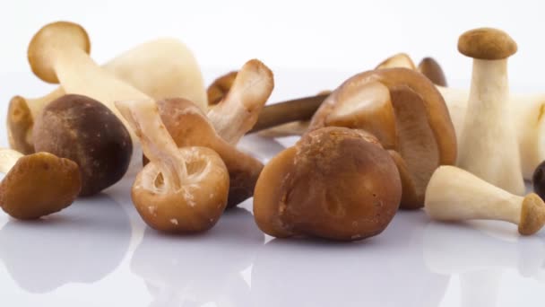 Macro Tiroteio Vários Cogumelos Grandes Pequenos Deitado Girando Plataforma Giratória — Vídeo de Stock