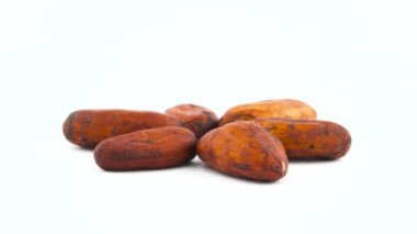 Altı kurutulmuş kakao meyve fasulye. Beyaz arka plan üzerinde izole pikap üzerinde döner. Yakın çekim. Makro.