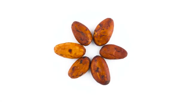 Altı Kurutulmuş Kakao Meyve Fasulye Üstten Görünüm Yukarıdan Beyaz Arka — Stok video