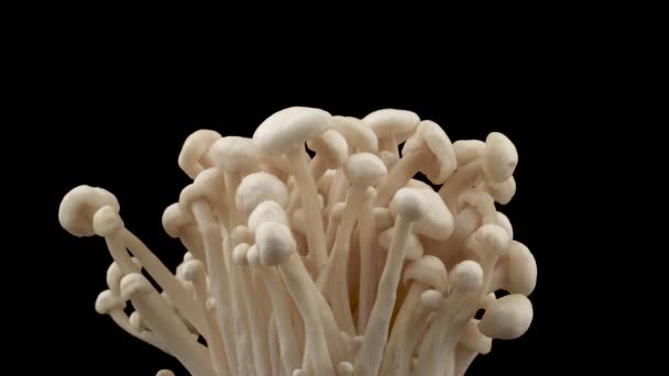 Cultivated flammulina velutipes enoki mushrooms. Rotating. Isolated on the black background. Close-up. Macro. — Stock Video