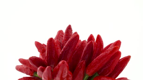 Macro shooting of a red piri-piri peppers bunch. Rotating. Isolated on the white background. Close-up. — Stock Video